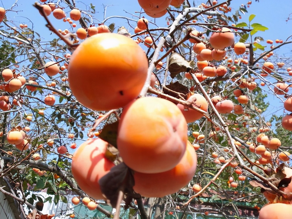 小时候的这些好吃的你都吃过吗,8090后童年吃过的美食