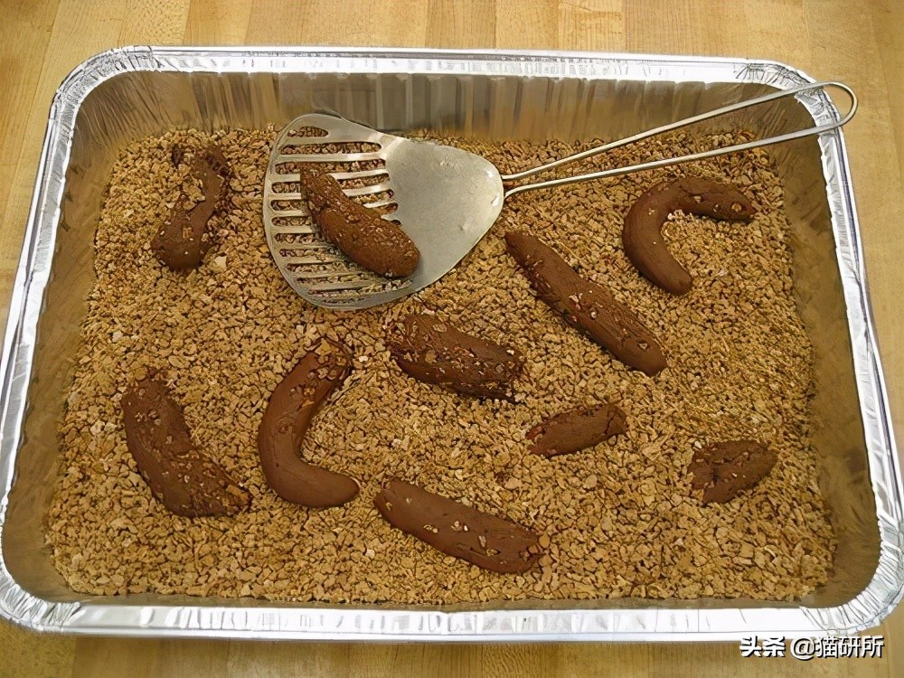 猫咪老是把屎踩的到处都是,猫咪踩屎在脚上