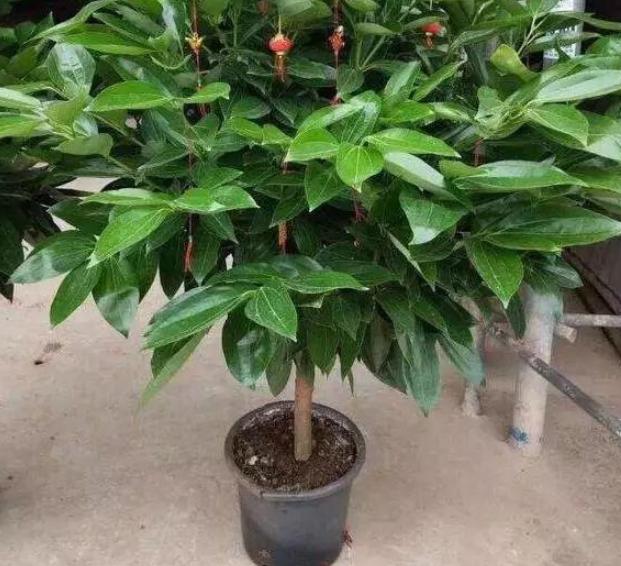 什么盆栽又好看又能净化空气,十大适合室内空气净化盆栽