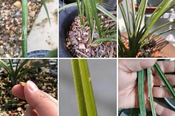 如何防治大球蚧,大球蚧怎么防治