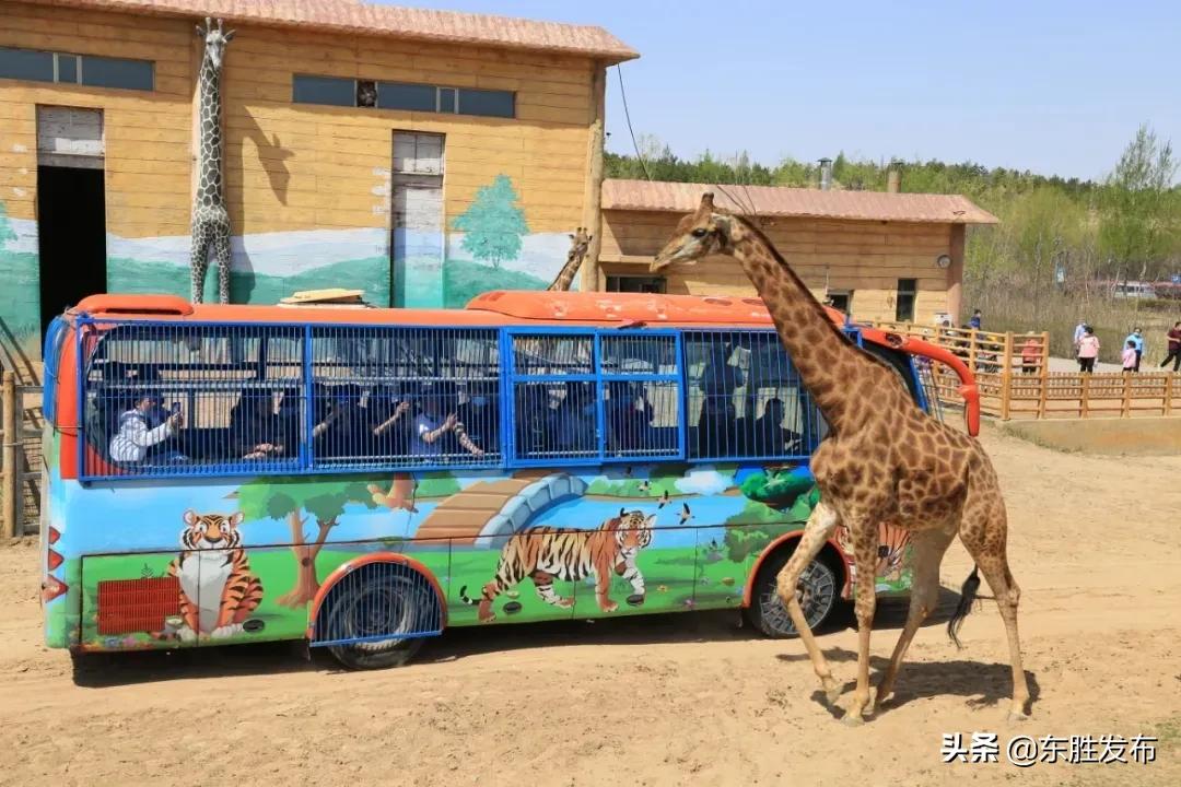 清明去哪里玩鄂尔多斯,鄂尔多斯清明