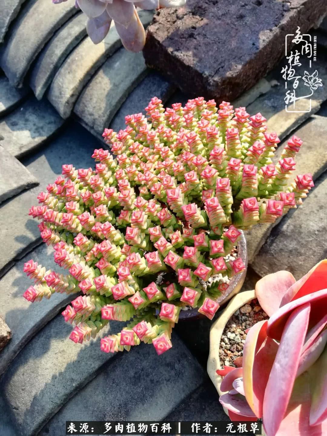 多肉寒冬中茁壮成长,多肉岁月的沉淀