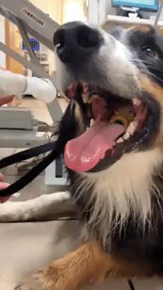 牧羊犬吞下最爱的玩具球,下一秒疯狂呕吐,幸亏一个洞救它狗命