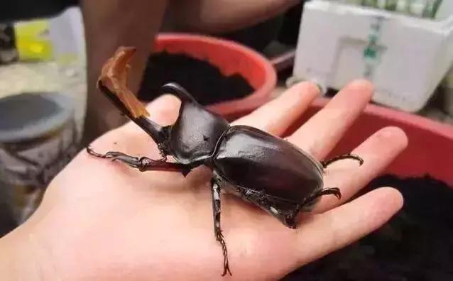 重口味慎入！美女玩起了大肉虫子，竟盘得又红又亮！