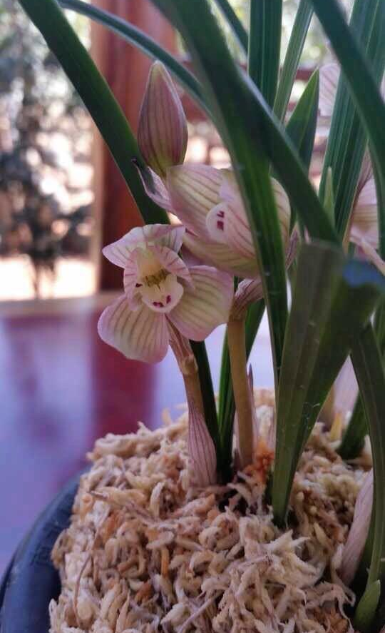 春兰荷瓣艺草名品欣赏,春兰荷瓣名品兰花价格