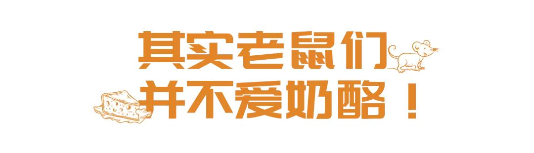 老鼠爱吃奶酪是真的吗,老鼠真的吃奶酪吗