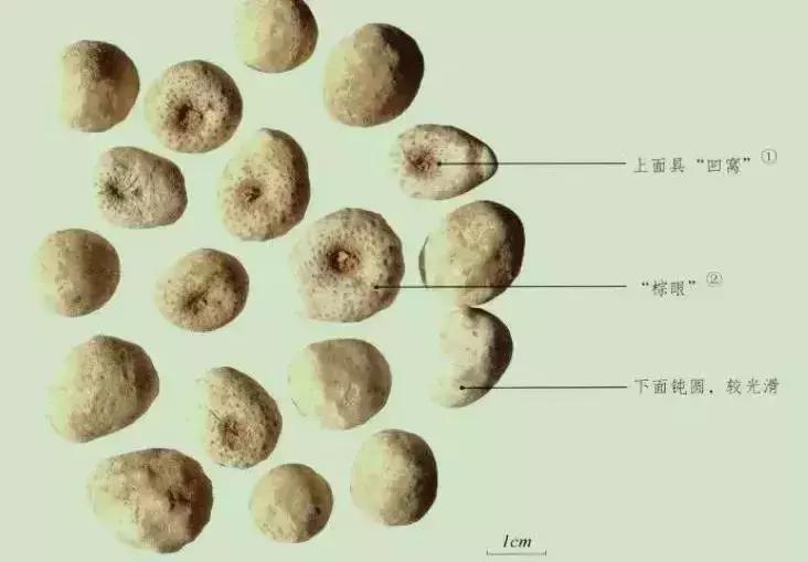 玉米地里很高的草,玉米和杂草对比图