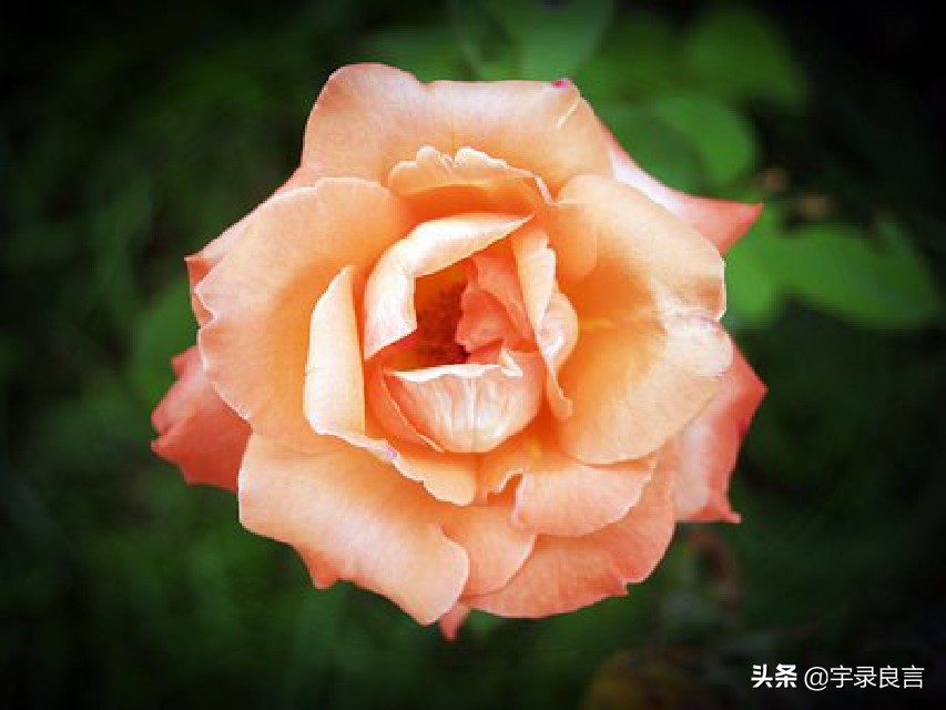 最近微信很火的句子句句霸气洒脱,微信上最霸气的句子