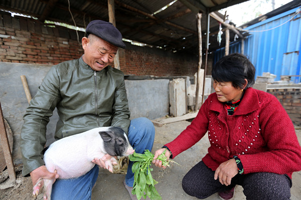 藏香猪河南,东北辽宁养殖藏香猪