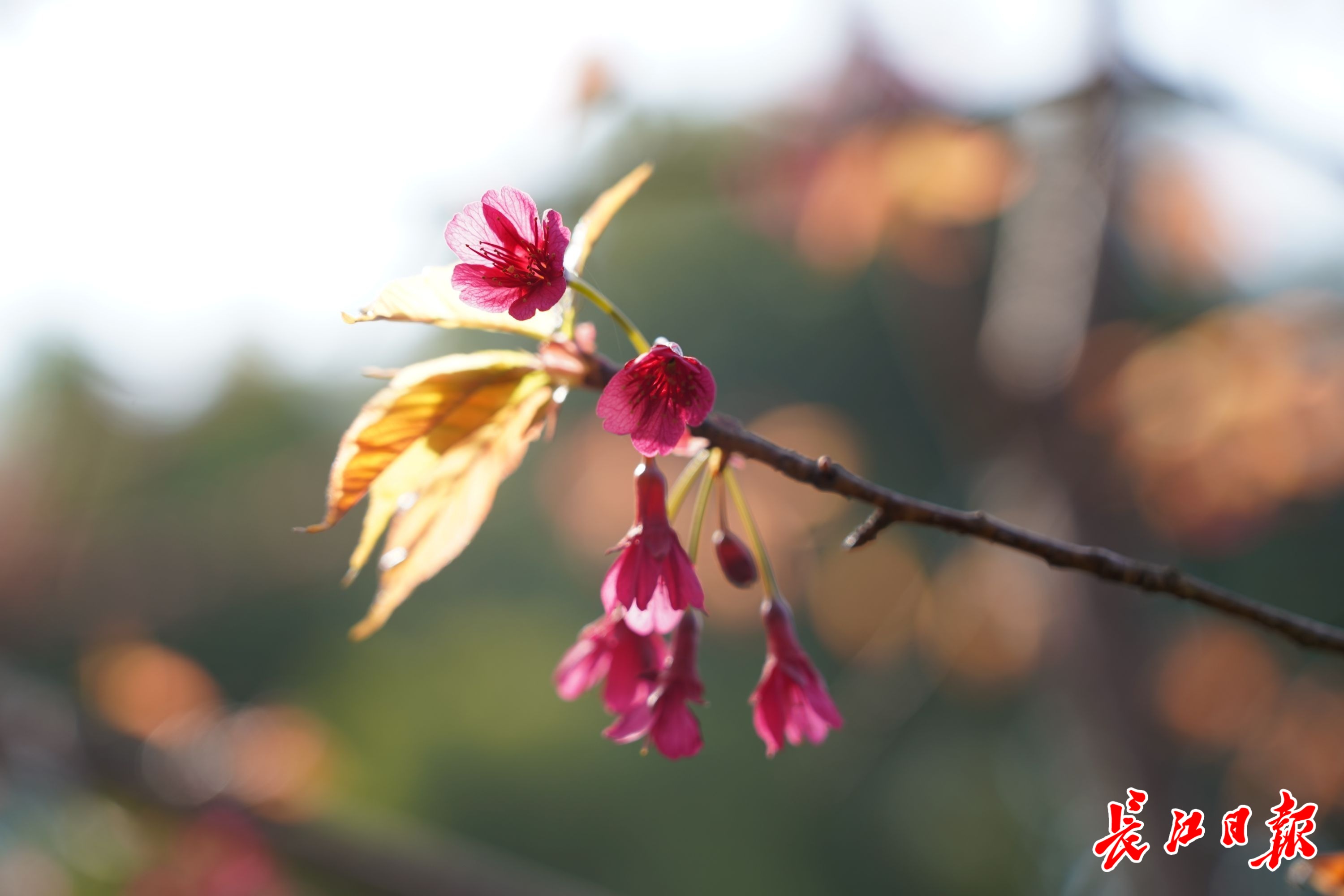 2022武汉免费赏樱花的地方,欢迎来武汉东湖观赏樱花