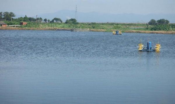 对虾养殖出现的问题,对虾养殖常见病大全