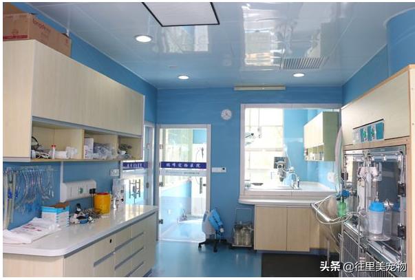 靠谱的宠物医院,好的宠物医院必须有哪些东西