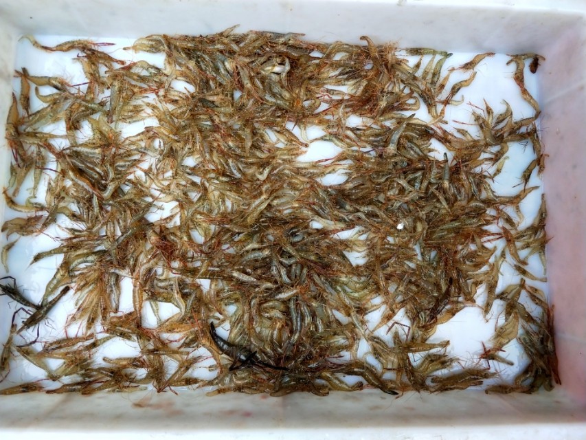 香酥小河虾老少皆宜的补钙佳品,传说中的香酥小河虾既补钙又美味