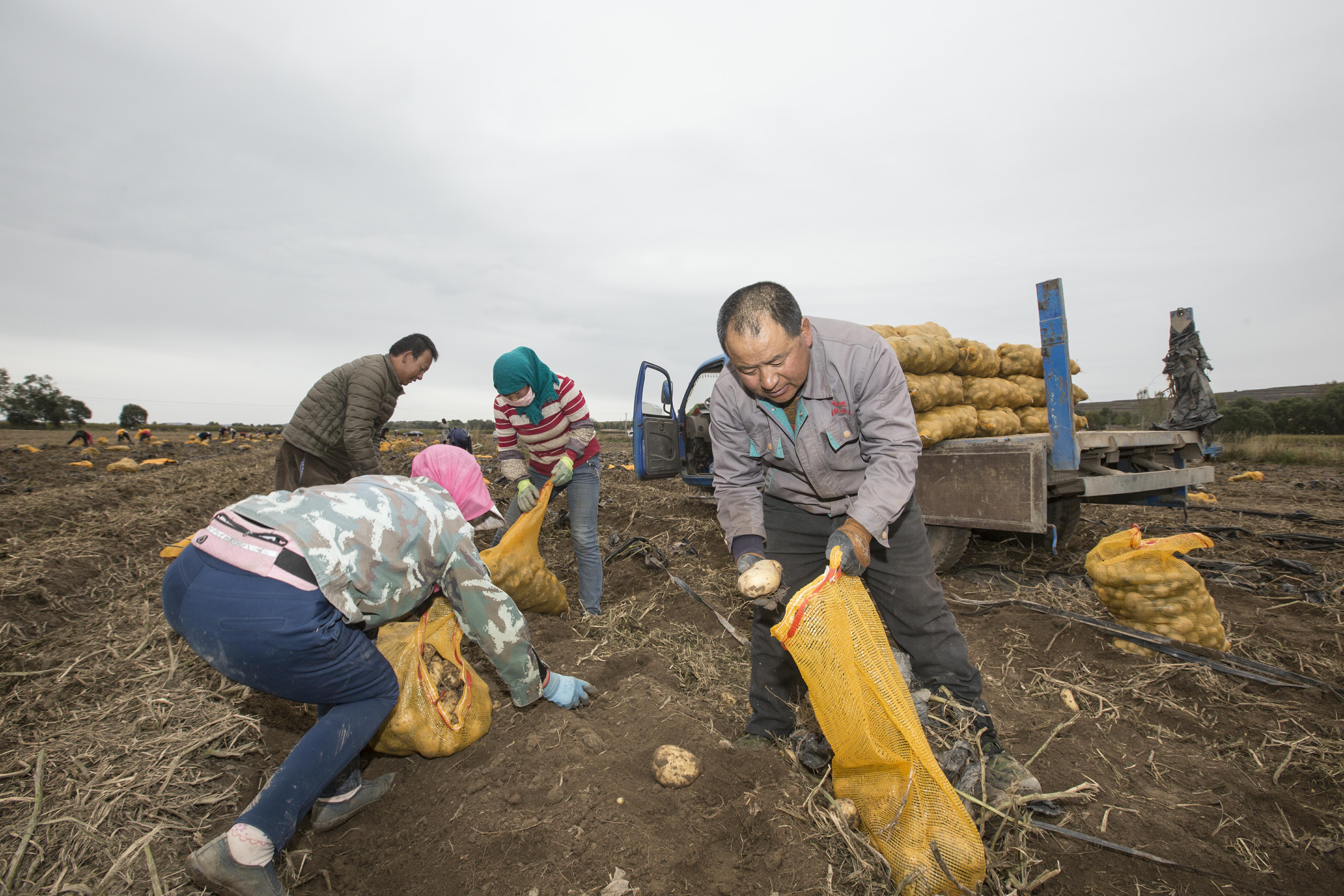 靠土豆致富,土豆的致富之路