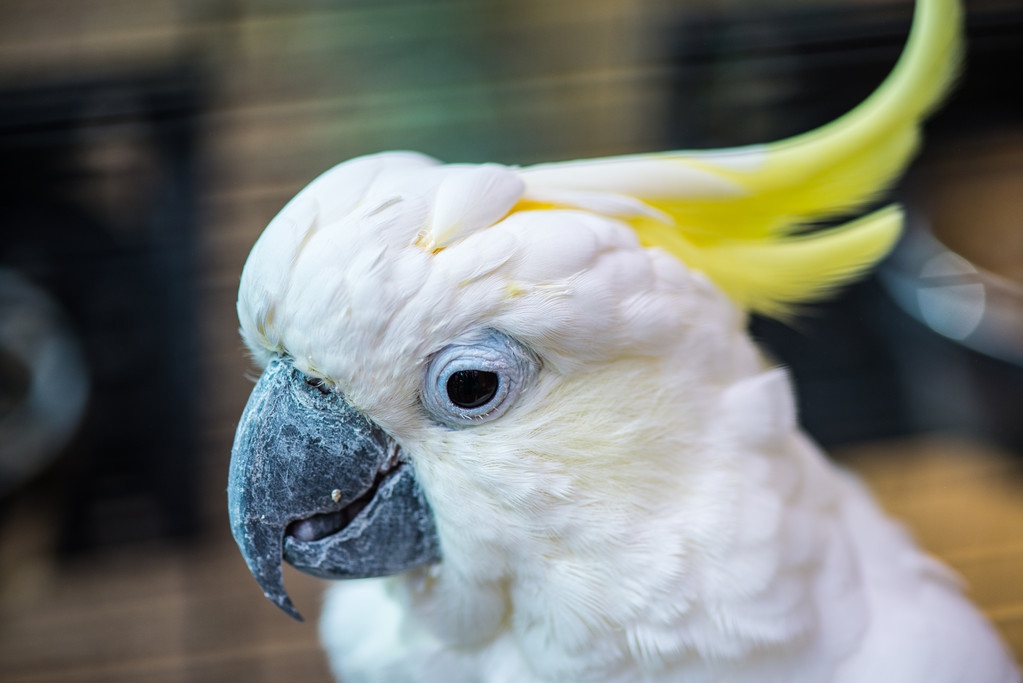 怎么训练鹦鹉不怕人视频,鸟为食亡鹦鹉