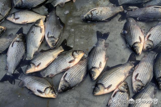 罗非鱼是哪来的，和鲫鱼有关系吗？