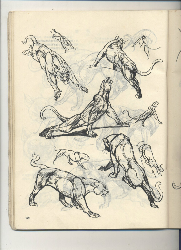 一百幅动物素描,近百幅动物画