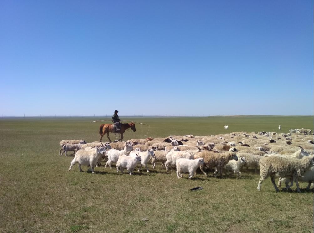 内蒙呼伦贝尔牧民有2000只羊，他一年赚多少钱？