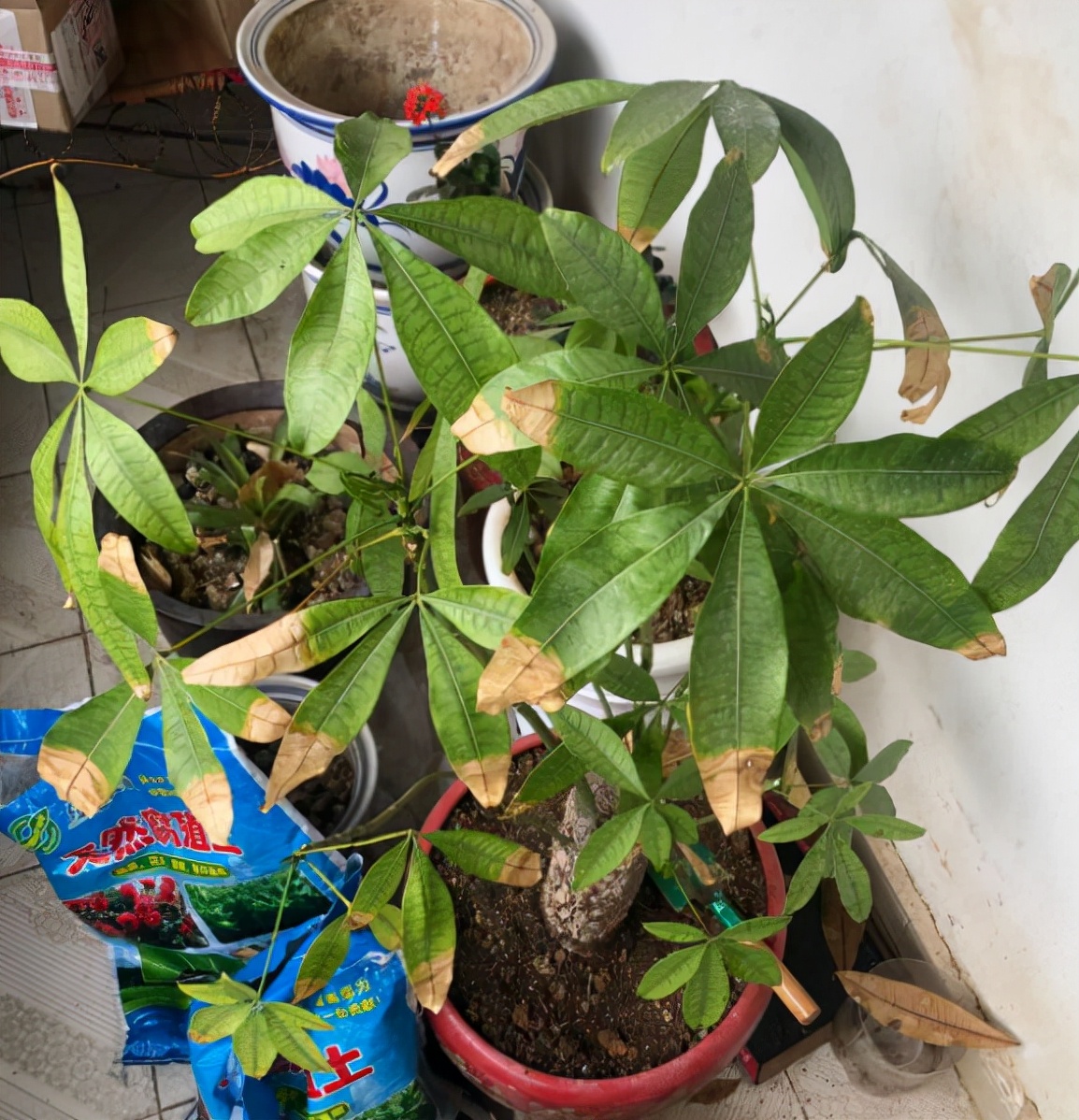 养发财树3个忠告,养发财树有什么禁忌