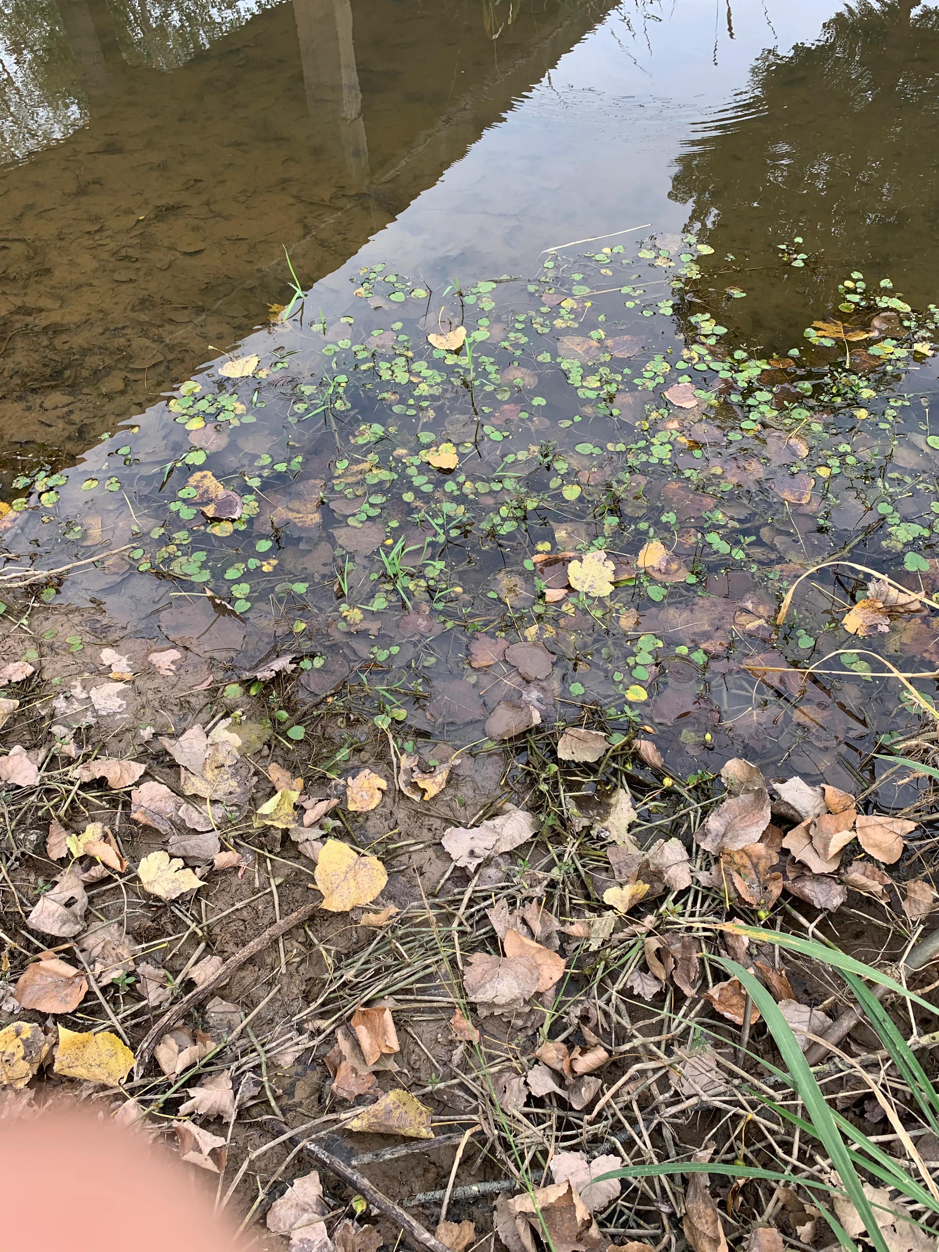 辟谣：谨防虾苗出洞死亡？投食之前先清理环沟里面老化挂脏的水草