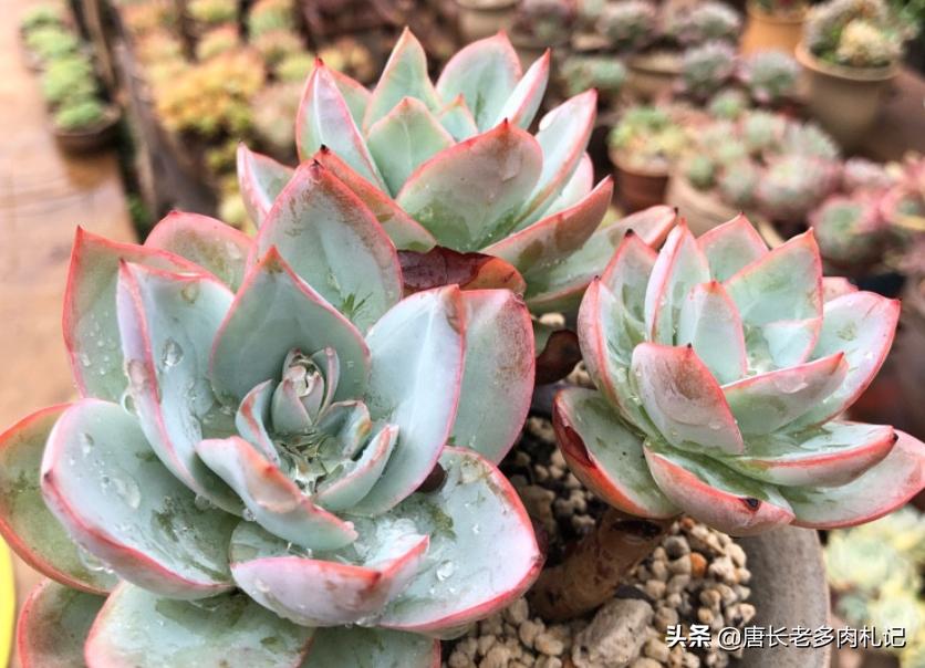 几款好看的厚叶型多肉,超大型多肉薄叶三仙广寒宫