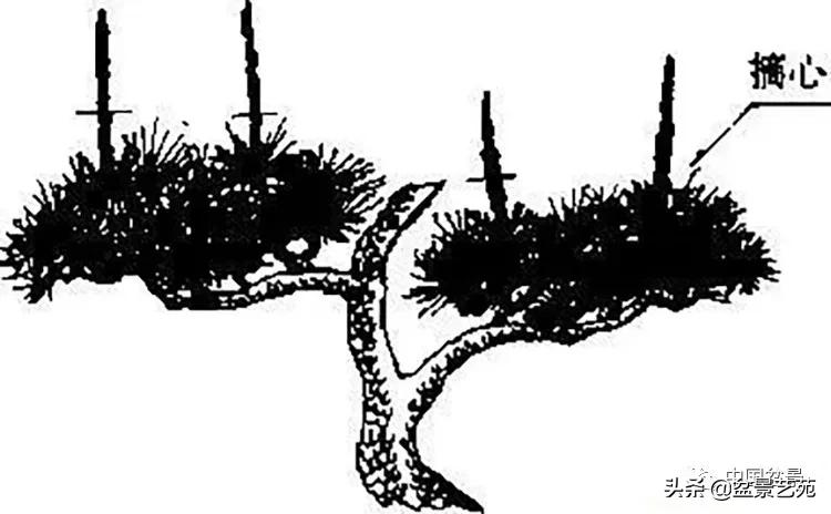 金银花盆景的修剪方法,盆景的修剪知识与技法