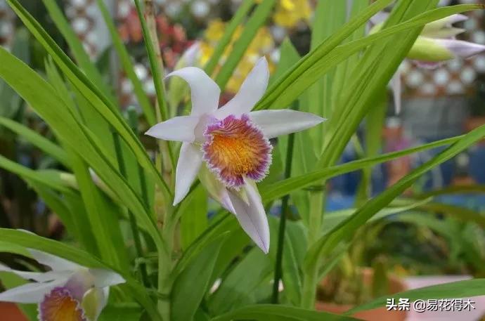 笋兰是名贵兰花吗,深山里又发现好多珍贵兰花品种