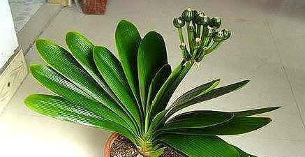 君子兰籽出芽后怎么养护,君子兰结种子期间怎么养护