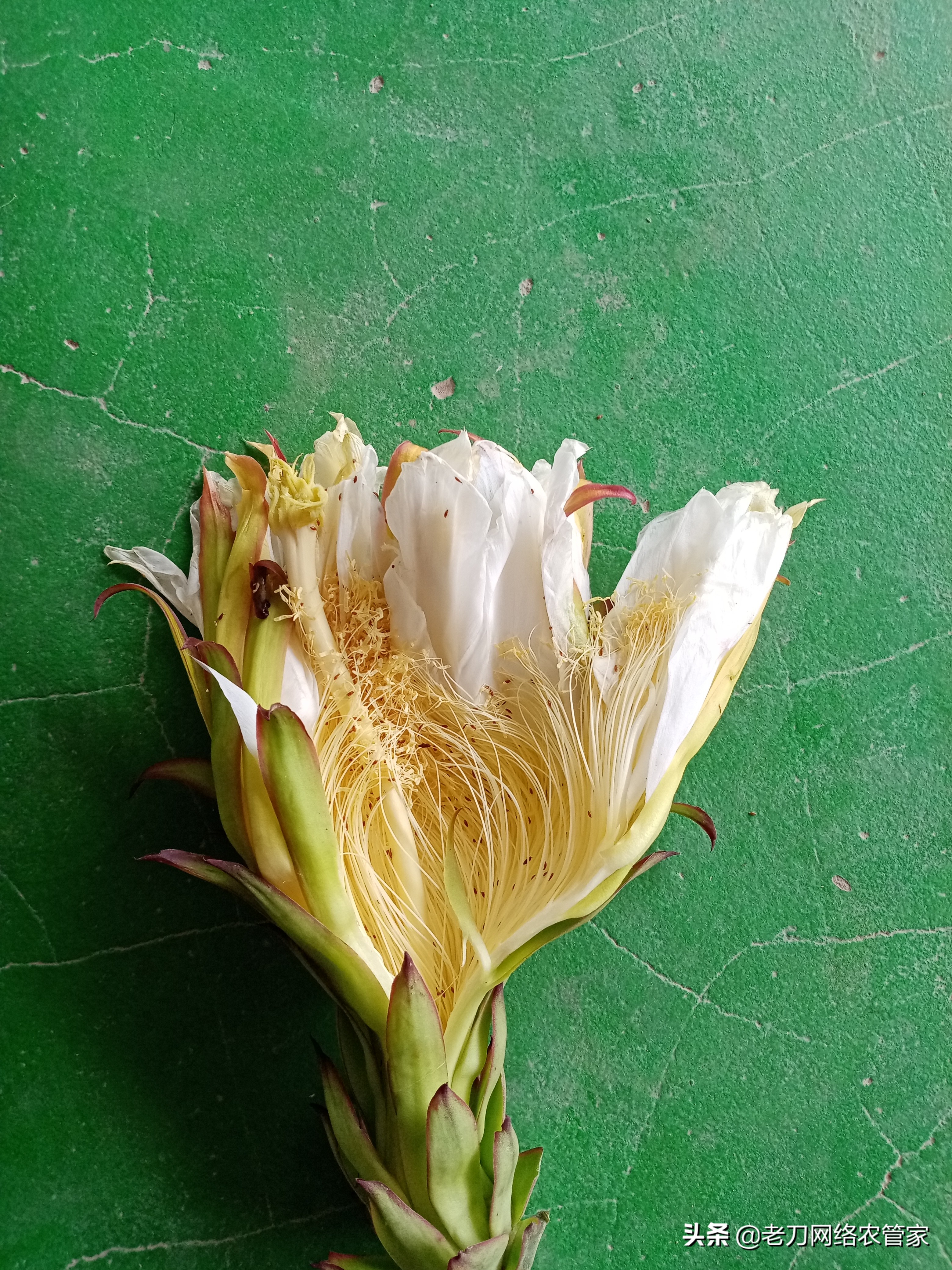 火龙果上面的虫是什么虫怎么防治,火龙果叶上长虫