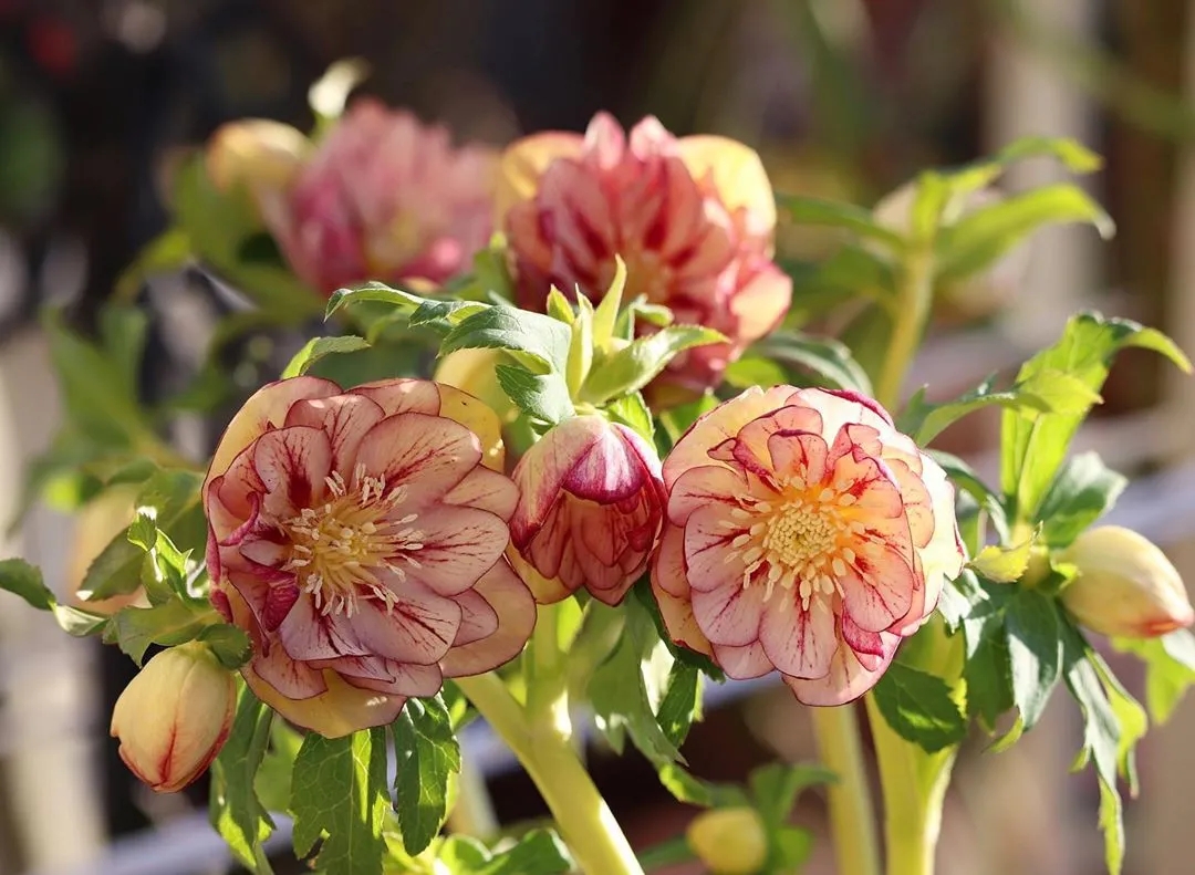 大雪天能种的植物,迷你玫瑰是不是一年四季都能开花