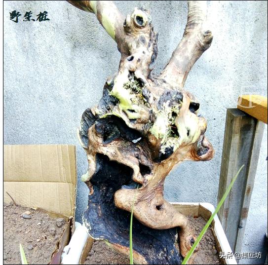 红檵木树干太高如何做盆景,红花檵木盆景用啥树桩嫁接