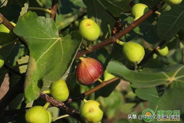 大棚种植无花果什么品种最好,陕西适合种植什么品种无花果