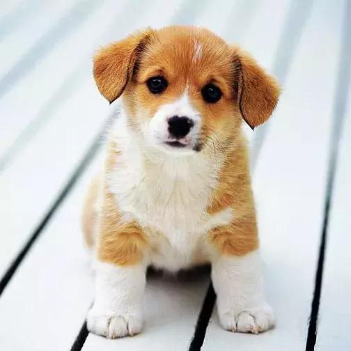 狗狗身上出红疹,原因很多速就诊