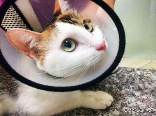 猫咪呕吐导致叠肠,猫咪频繁呕吐应该如何治疗