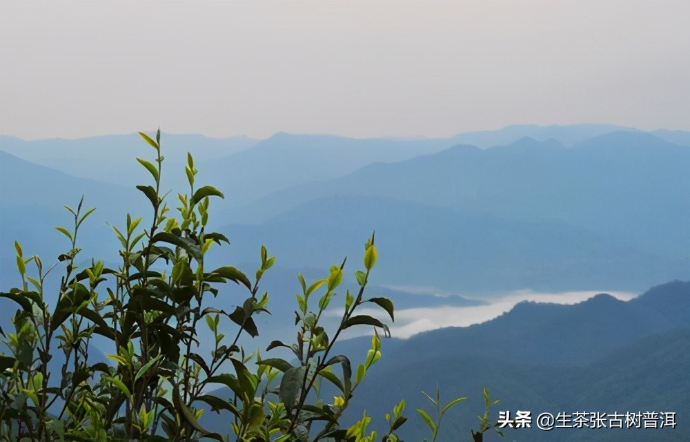 临沧普洱茶茶山介绍,走进勐海茶厂了解前世今生