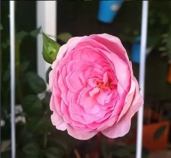 一万年一次的2020520;一起认识100种玫瑰~别送错啊