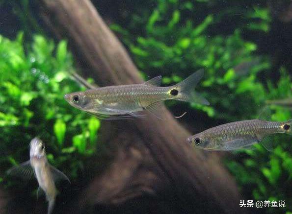 鱼缸油膜用什么植物去除,鱼缸油膜处理有用吗