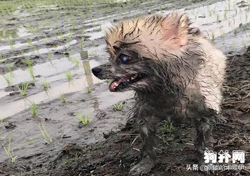 小博美凌晨突然发疯一样跑,小博美在玩耍时很凶