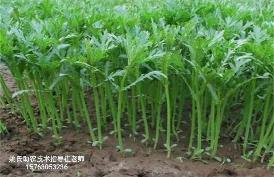 茼蒿大批量死棵，根腐烂，怎么办