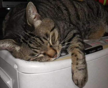 猫咪烫伤了皮掉了怎么办,小猫猫烧伤了怎么办