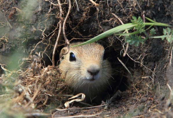 被老鼠咬了应该打什么疫苗,被老鼠咬了必须要打狂犬疫苗吗