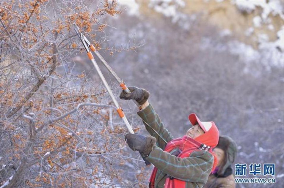 沙棘蚂蚁森林,沙棘洗面奶