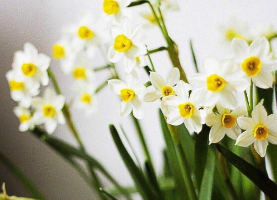 水仙花烂根怎么修理,水仙花烂根的原因及解决方法