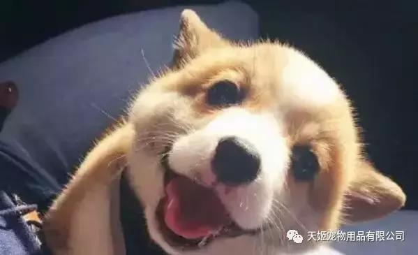 要不要给公狗狗做绝育,狗狗做了绝育手术性格会变吗