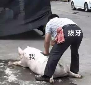 拔智齿痛到怀疑人生,拔了智齿痛的怀疑人生