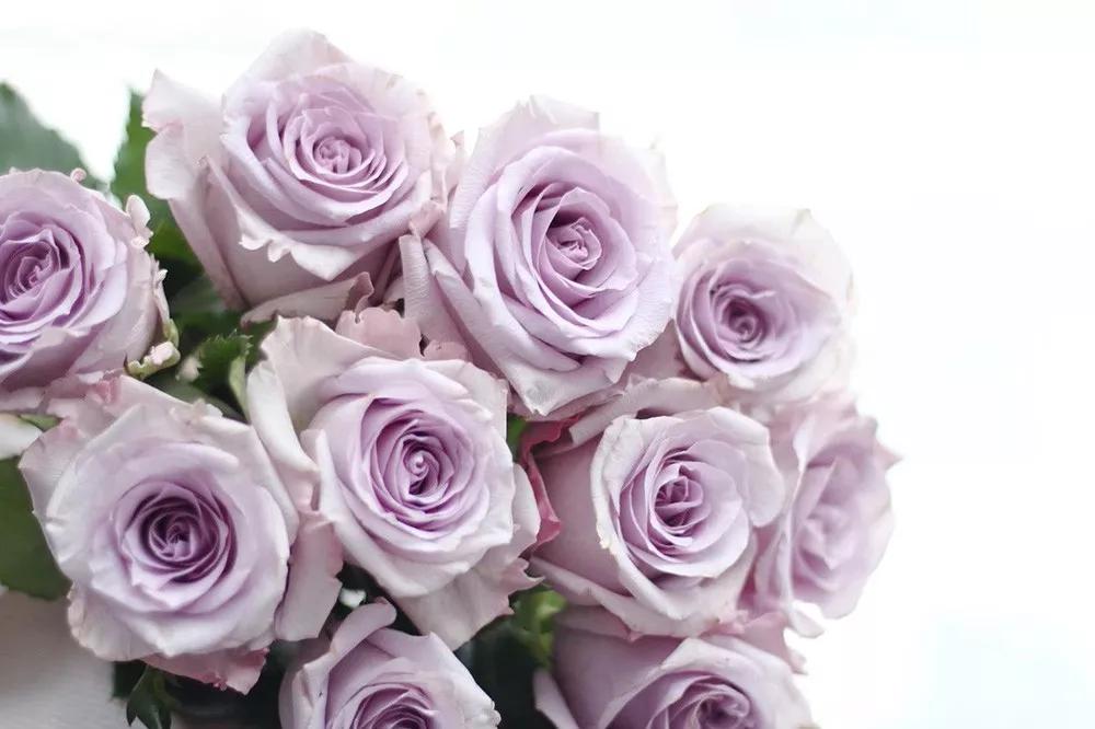 花店必备的5款玫瑰,花店最常用什么品种的玫瑰花