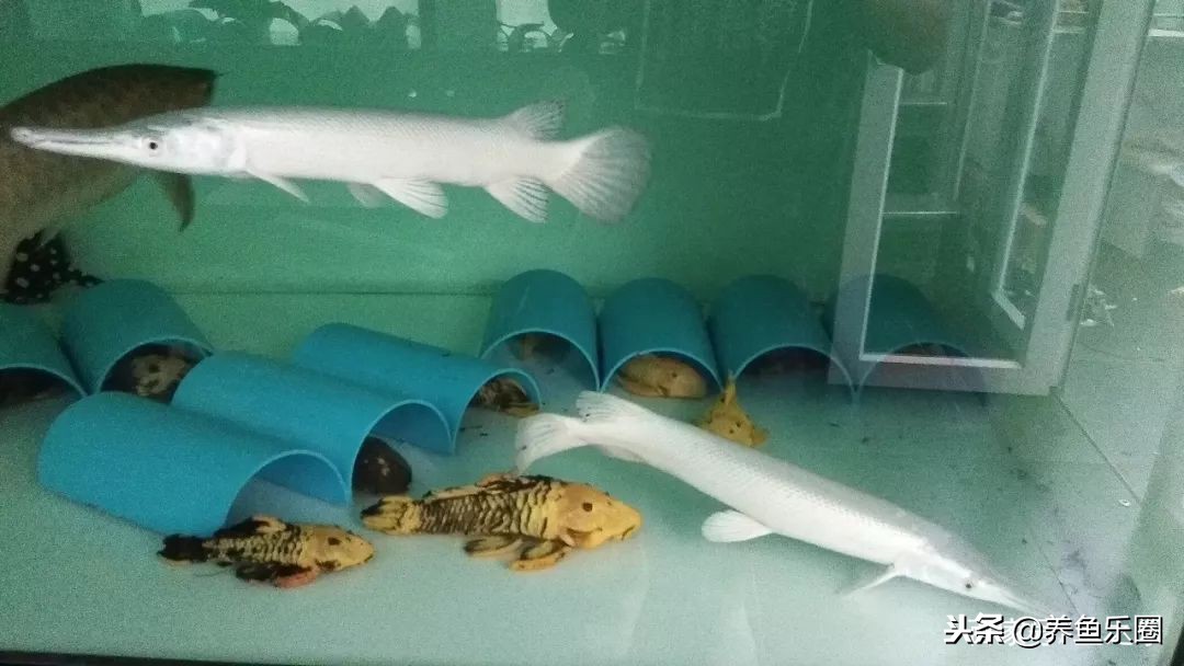 这位土豪家的渔场,光滤材就花了500多万,你确定不要见识一下?