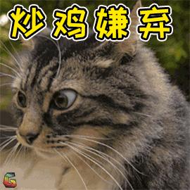 中华田园猫丨狮子猫