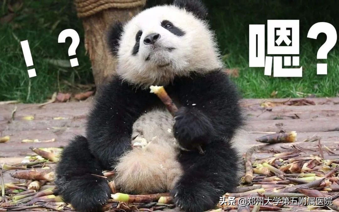 通用熊猫血问世，熊猫血人群输血不慌了