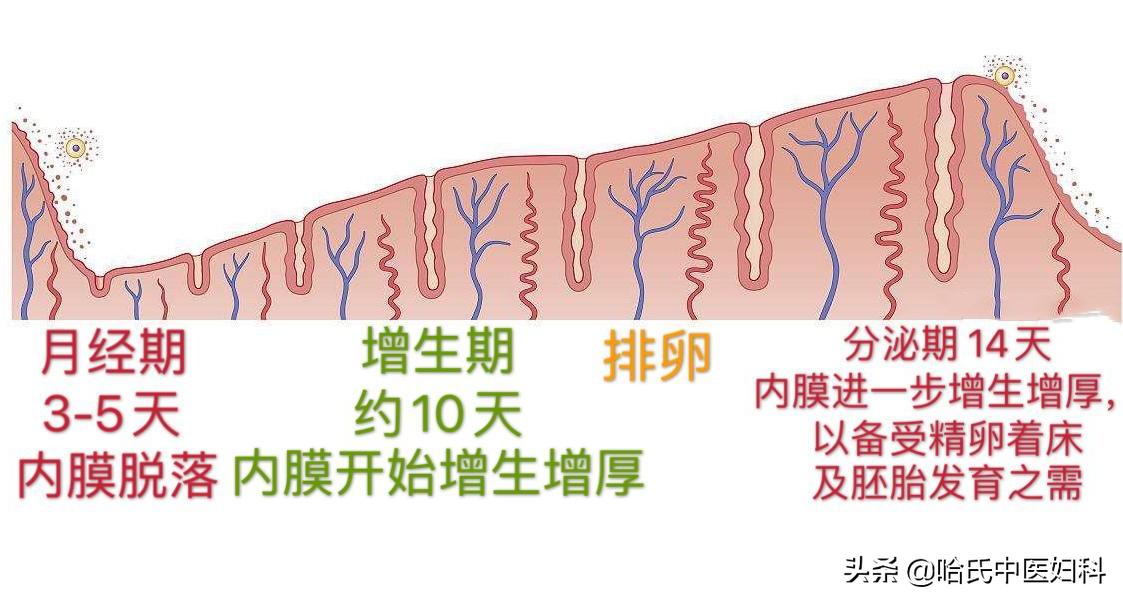 月经不规律，怀孕也会受影响！想要月经规律，试试这些食疗方